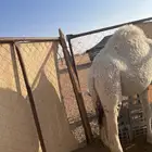 قعود قصب طايش للبيع رماح