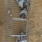 3اجواز فرنسي سلفر