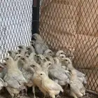 للبيع صوص فيومي