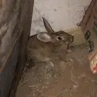 ارنب بعيالها