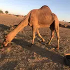 فحل حمر للبيع