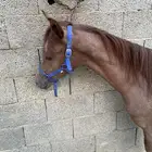 مهر واهو والبيع شعبي فاخر