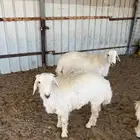 طليان ذبايح
