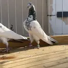 للبيع زوج تيدي سأس