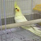 للبيع طير كروان لاتينو عيون حمر