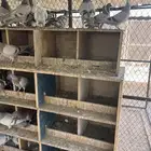 للبيع فراخه فرنسي سلفر وزاجل