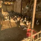 البيع حمام سلفر سوبر جانبو