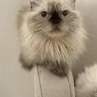 قطه همالايا