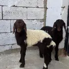 دواغير نعيم