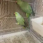 للبيع جوز ببغاء دره متوالف
