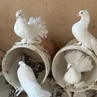 حمام رقاص ابيض