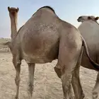 قعدان مستورد سمان طيبه