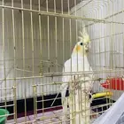 ببغاء كروان اليف