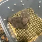 فروخ قرين شيك