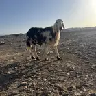 خروف للبيع