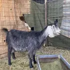 معزا كل واحد تحتها اثنين السن سديس الصحة شرط