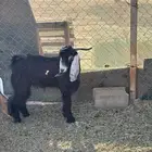 تيس فحل عارضي جذع