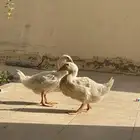 بط للبيع جميع ب 70 الصحه شرط