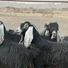 معزا عوارض