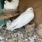 حمام مصري