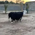 للبيع نجد دفيع