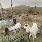 ثلاث معزا هولنديات