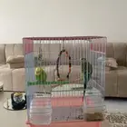 طيور بصحه جيده للبيع