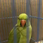 ببغاء درة أليف