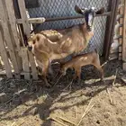 معزا واصلات وولد مع الفحل.