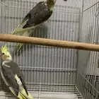 كروان جوز جاهز للانتاج