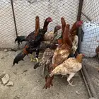 ديك بكستاني