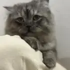 قط ذكر للتبني مجانا بالرياض