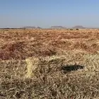 ذره جيزانيه للبيع