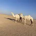 للبيع ضرايب كفووو