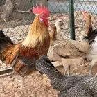 للبيع ديك