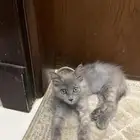 بسه