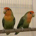 جوز روز شبه اليف يقبل المسح ومغرده