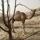 قعود بلدي