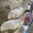 طليان للبيع سمان
