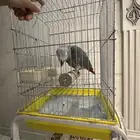 فرخ كاسكو جرئ متكلم على اليد ( تم البيع )