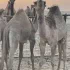 قعودين حيران لبانيه (حوار )