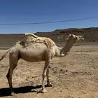 ناقه لبيع