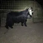 تيس عارضي رباع