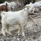تيس فحل
