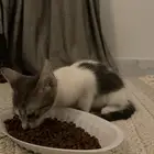 تبني قططط عاجل