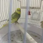 عصفور الحب
