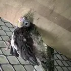 تم البيع فروخ غر كروان
