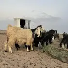 لبيع معزا مراح العدد 65 معها 9 بهم والباقي مضاريع وصح شرط