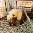 رخل نعيمه فل ظهر وطرف طيبه