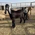 تيوس عوارض مخصى